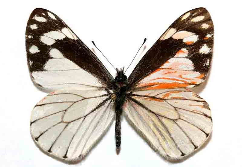 Neophasia terlooii (mosaic gynandromorph, sawmill cyn. huachuca mts. Cochise co., AZ, 10-9-1991) (Internet Image property of respective owner, non-commercial use only)